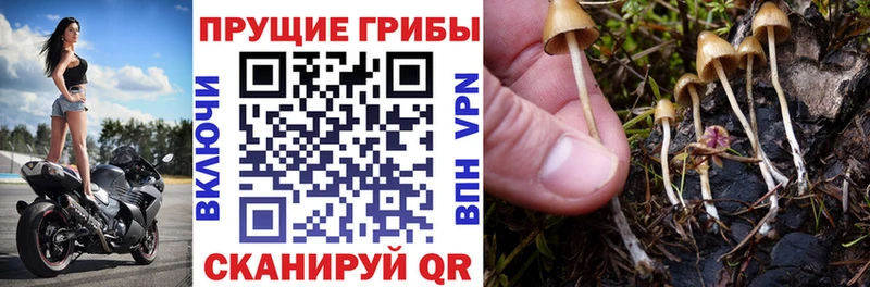 Галлюциногенные грибы Magic Shrooms Казань